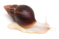 Lissachatina fulica A albino body semiadult, 6cm